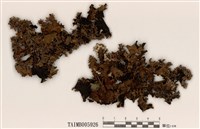 藏品(島衣屬)的圖片